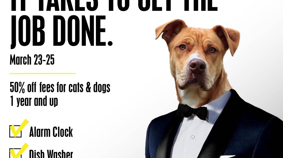 Adoption Event 50 Off Fees For Pets Over Age One Seattle Area